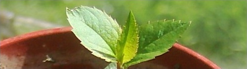 leafy.jpg